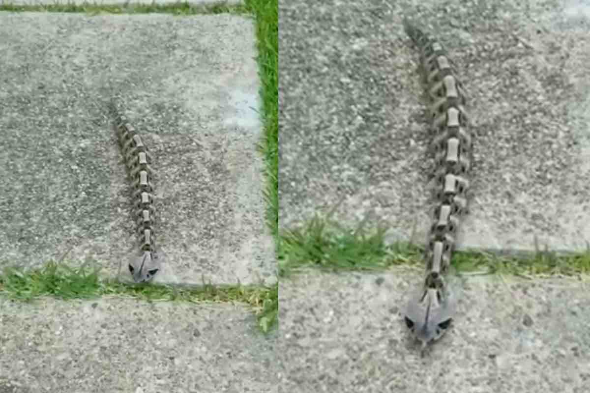 Serpente dalla forma robotica sul marciapiede