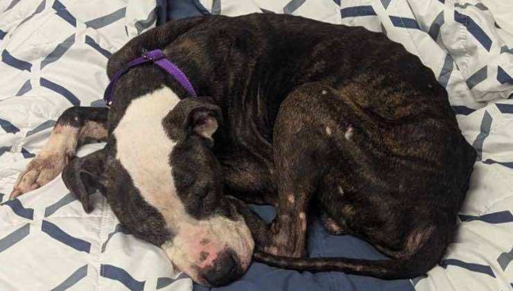 Pit bull dorme su una morbida superficie 