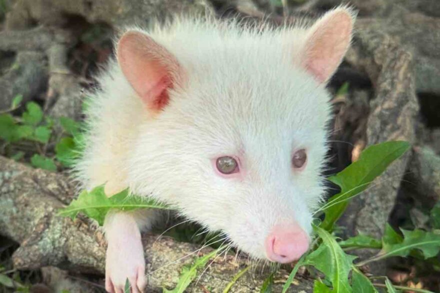 Procione albino tra gli alberi