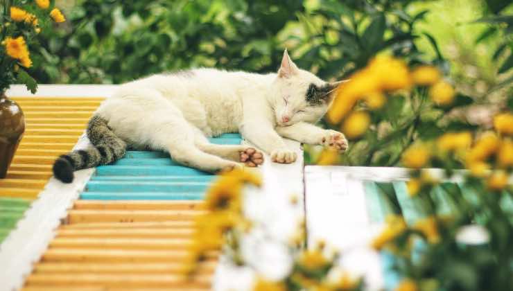 Gatto addormentato tra i fiori in veranda 