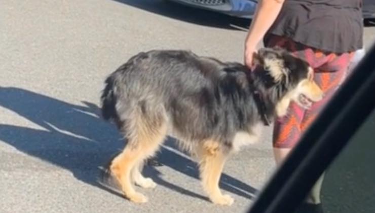 Cane tra le auto parcheggiare fuori dal canile 