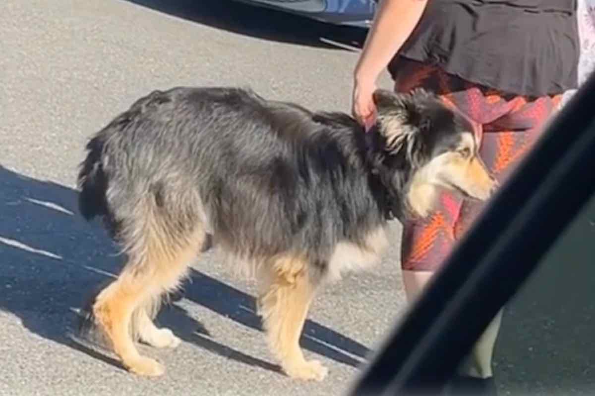 Donna tiene il cane al suo fianco nel parcheggio