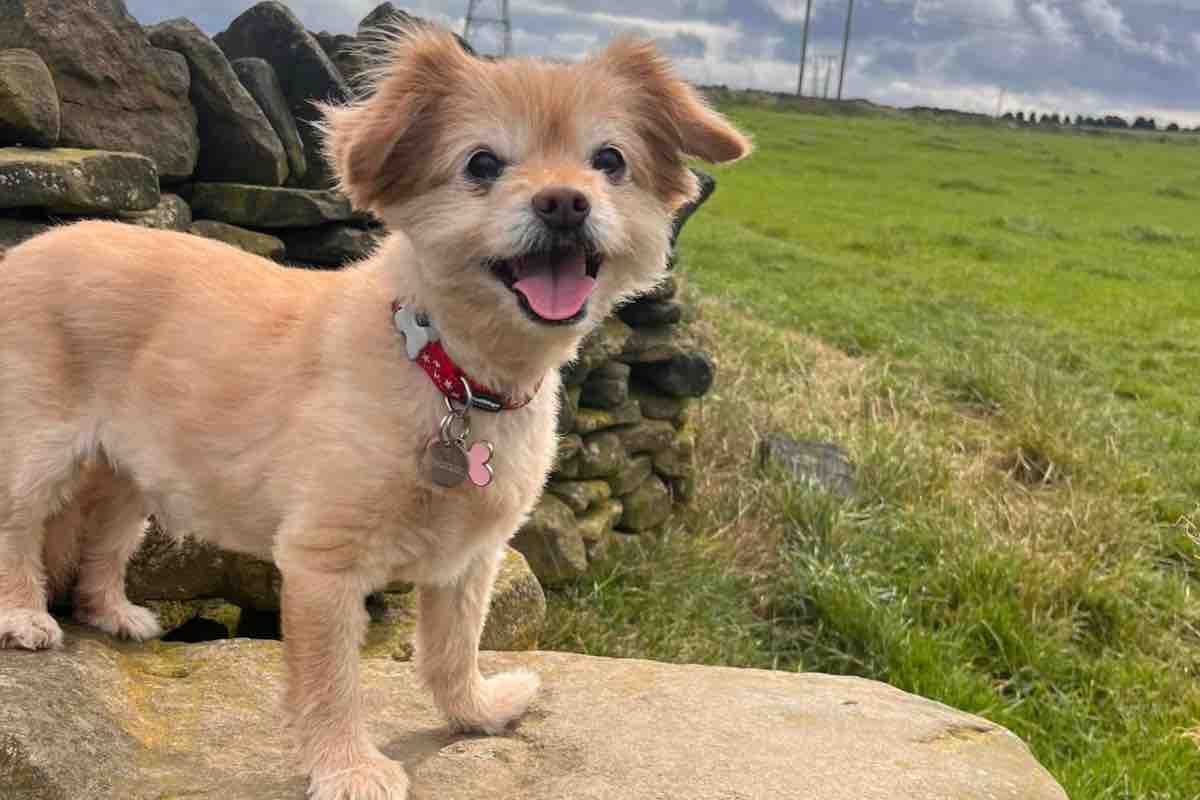 Incrocio tra Yorkshire terrier e Chihuahua in campagna