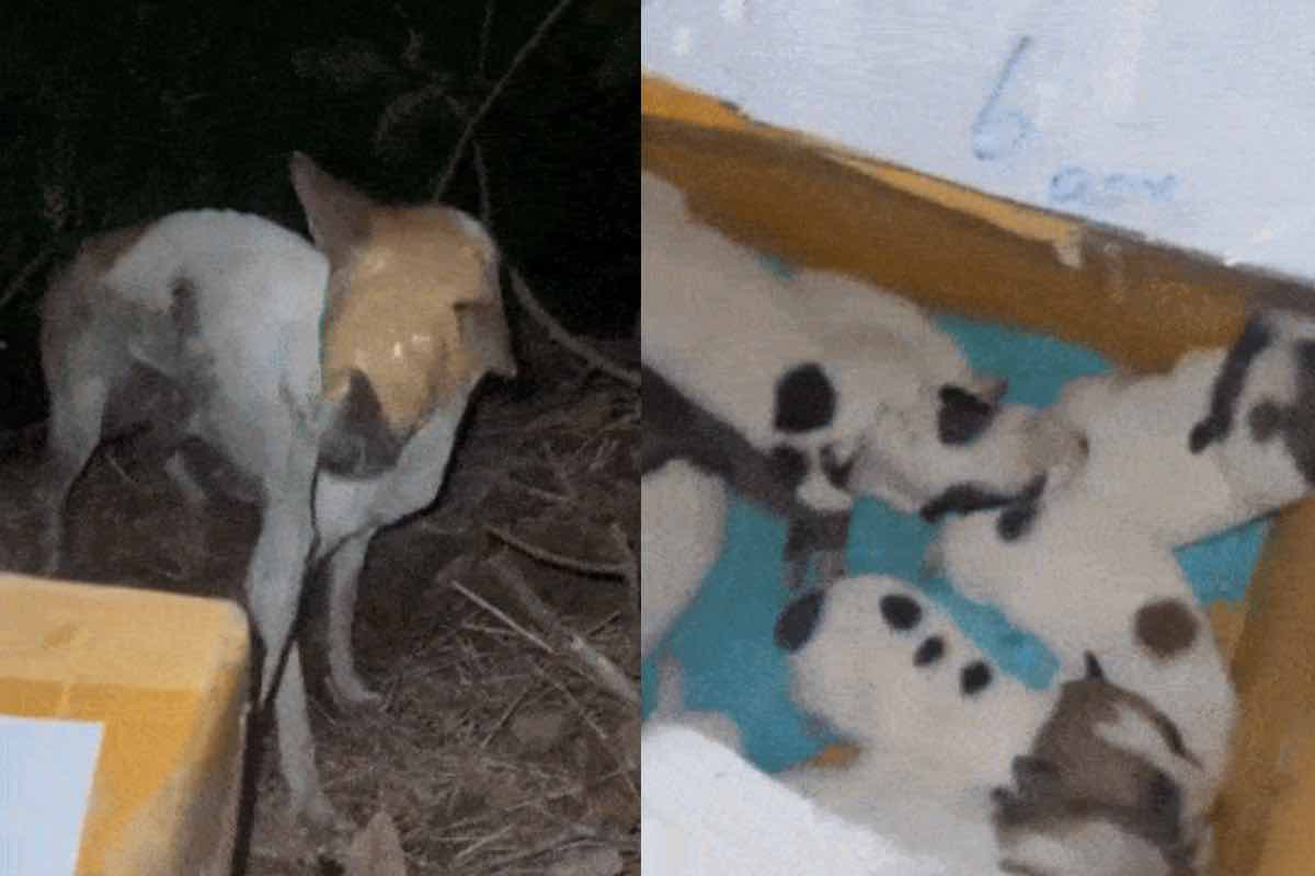 Cane con gli occhi bendati e i cuccioli in una scatola