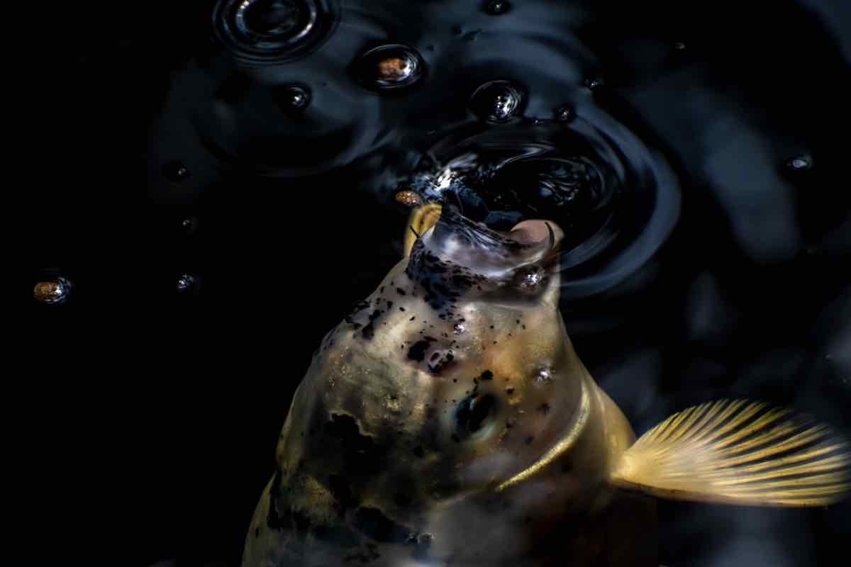 Pesce sulla superficie dell’acqua