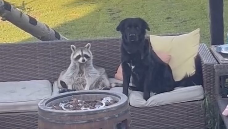 Il procione e il Labrador Retriever seduti in cortile