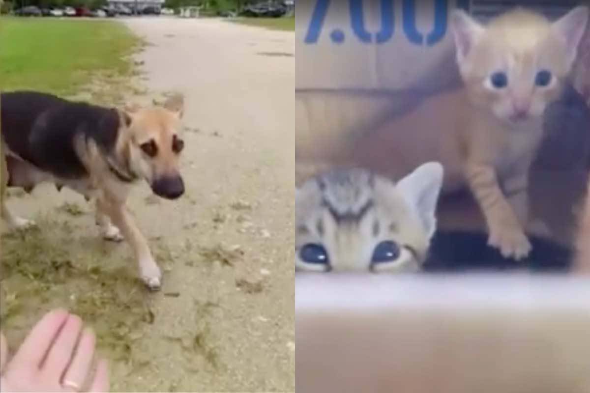 Cane randagio e cuccioli di gatto salvati nel Pacifico