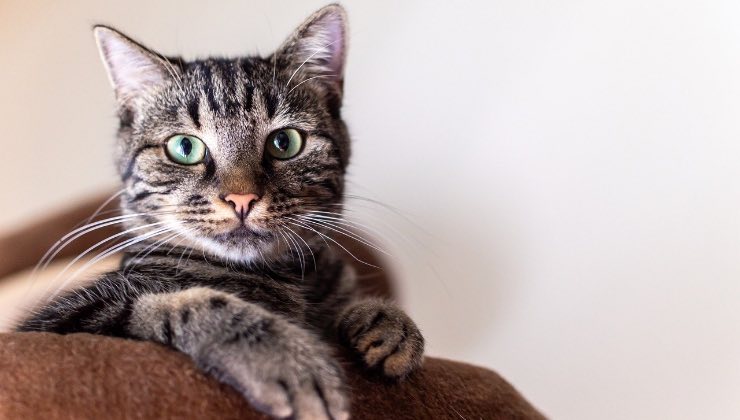 Gatto striato in posa sul divano per lo scatto fotografico