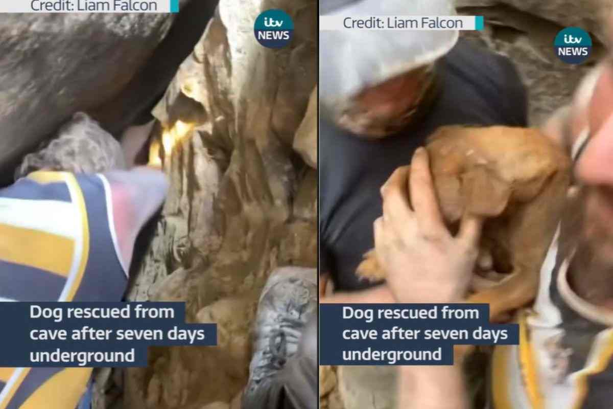 Soccorritore salva un cane bloccato nella roccia