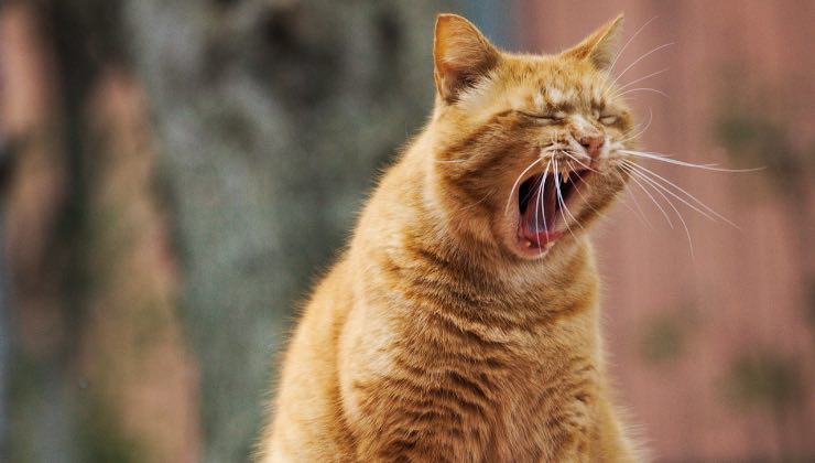 Gatto arancione con la bocca aperta 