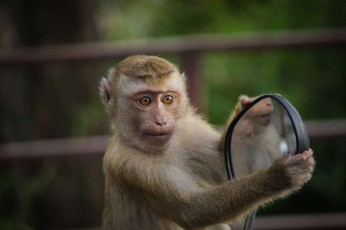 Animale con uno specchio fuori dal laboratorio