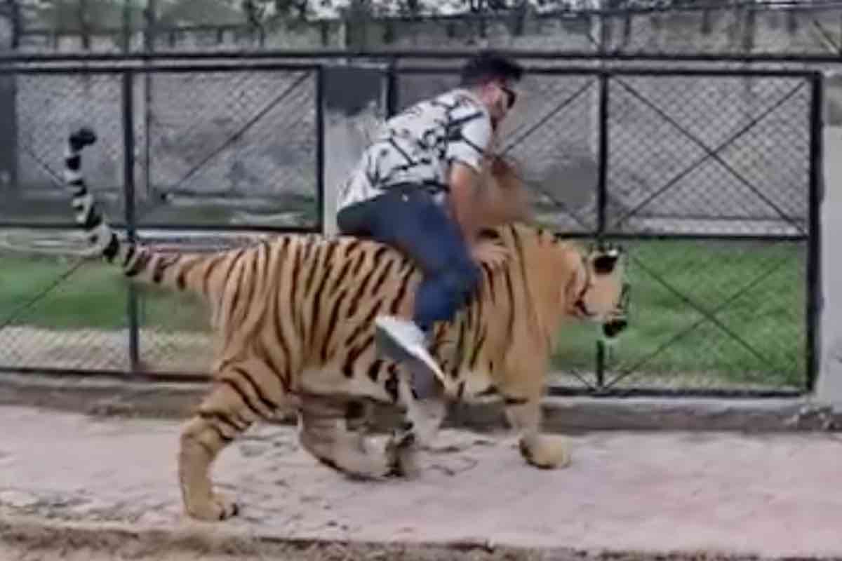 Uomo cavalca la tigre in Pakistan 