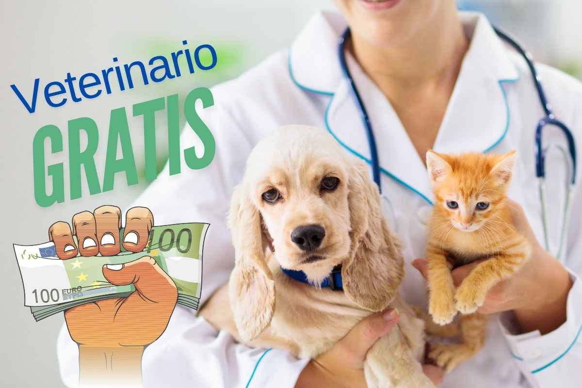 veterinario gratis