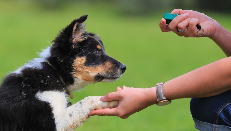 cane e addestratore