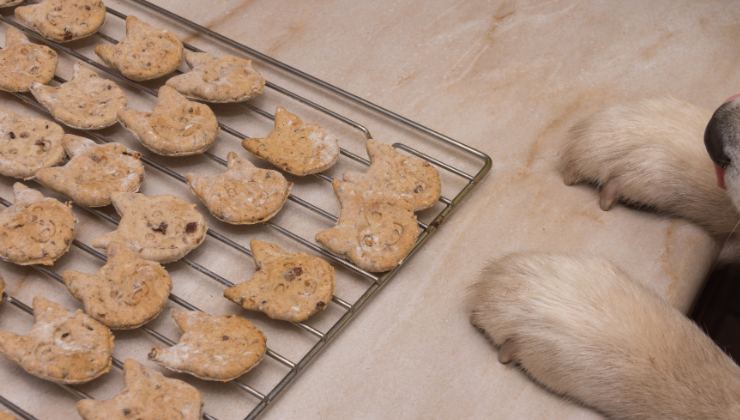 biscottini per cani fatti in casa