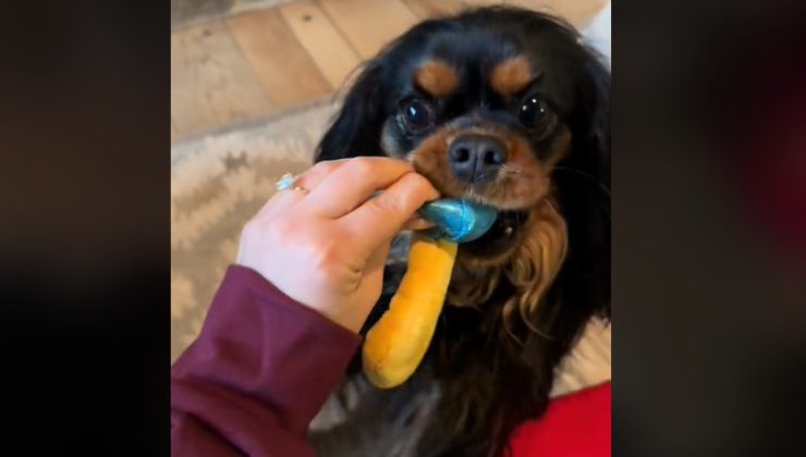 cagnolina con anello appena regalatole