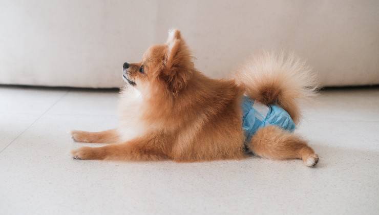 cagnolina con ciclo