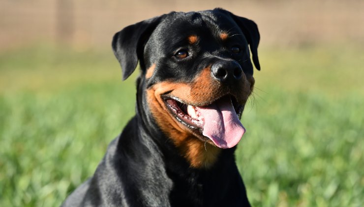 cane Rottweiler