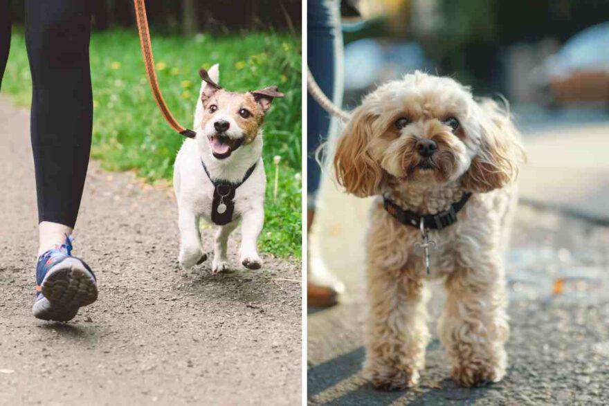 cane a passeggio per strada