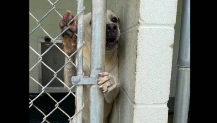 cane dietro alle sbarre del box