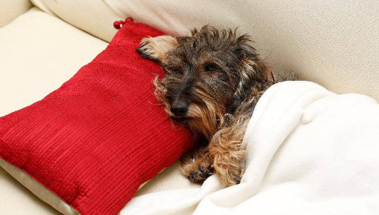 cane dorme sotto coperta