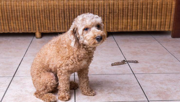 cane e cacca