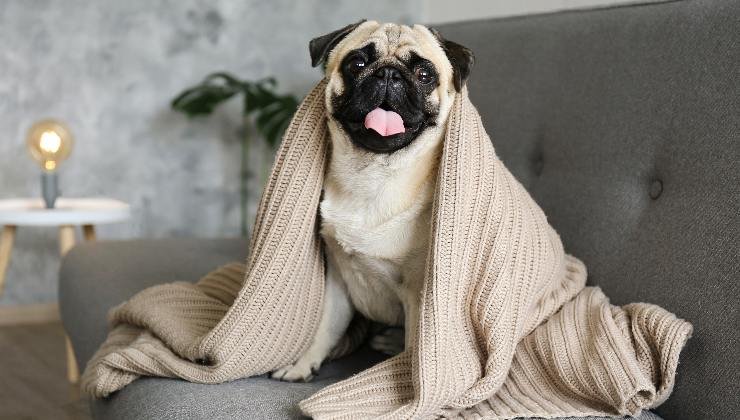 cane sotto la coperta