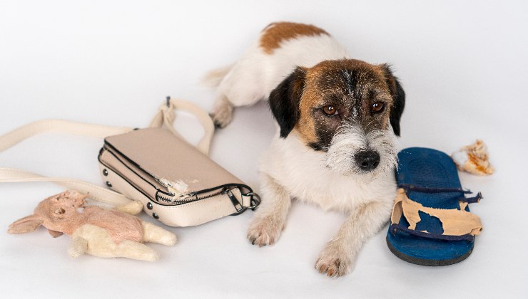 cane accucciato tra borse e oggetti