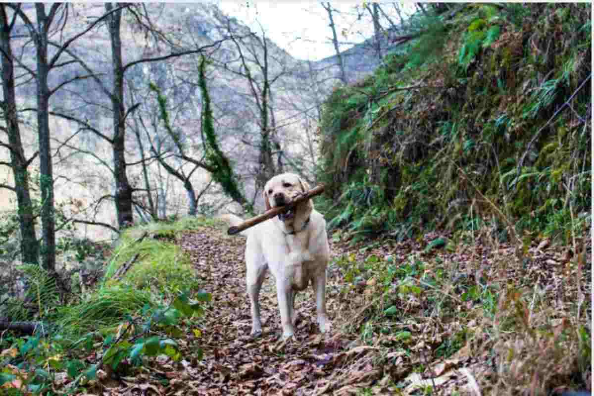  cane in montagna