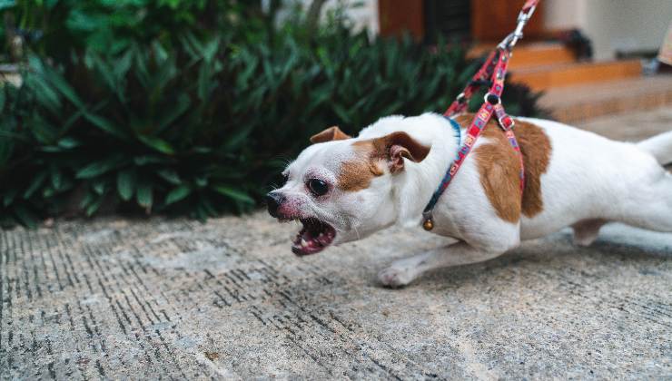 cane aggressivo in strada 