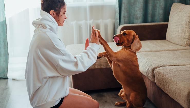 cane risponde ai comandi