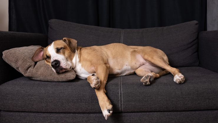 cane sdraiato sul divano