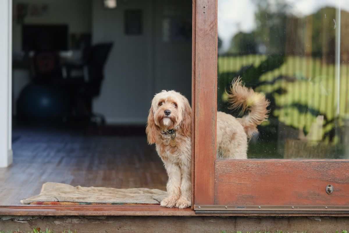 cane sta sempre dietro padrone