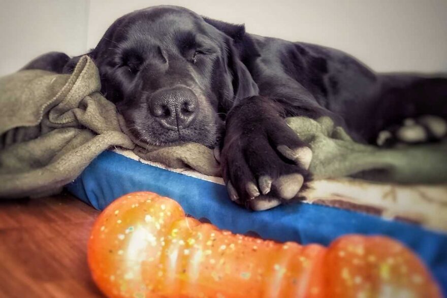 cane si muove nel sonno