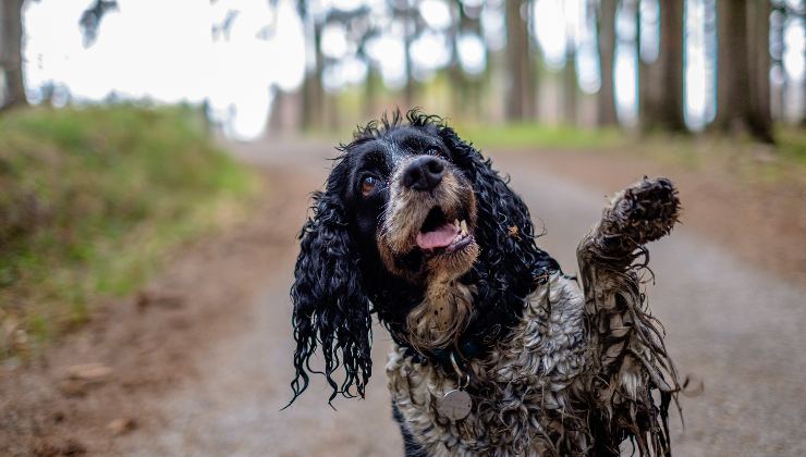 cane che si è rotolato nel fango