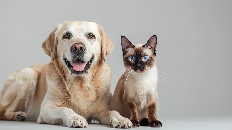 labrador e siamese