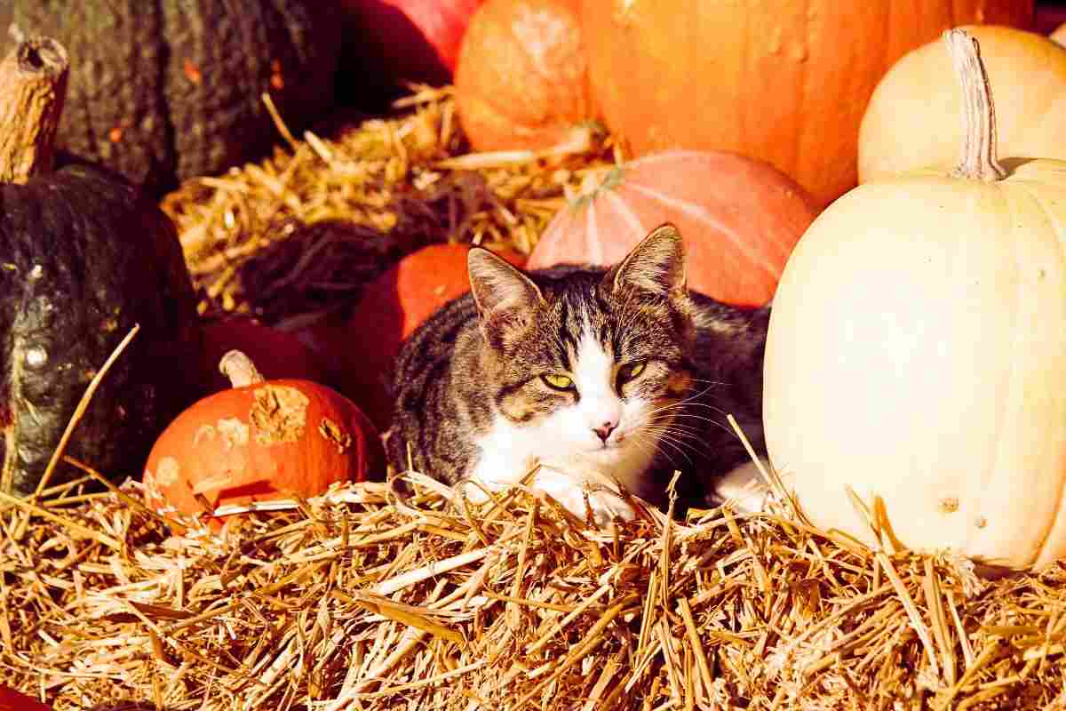 gatto autunno cibo