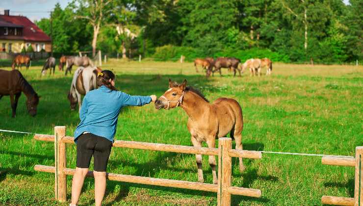 Cavallo per la Pet