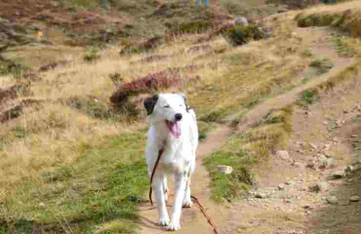 Cane passeggia su un sentiero in montagna 