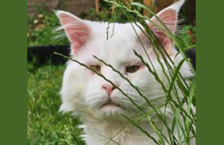 gatto Maine Coon