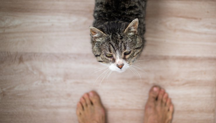 gatto ai piedi dell'umano