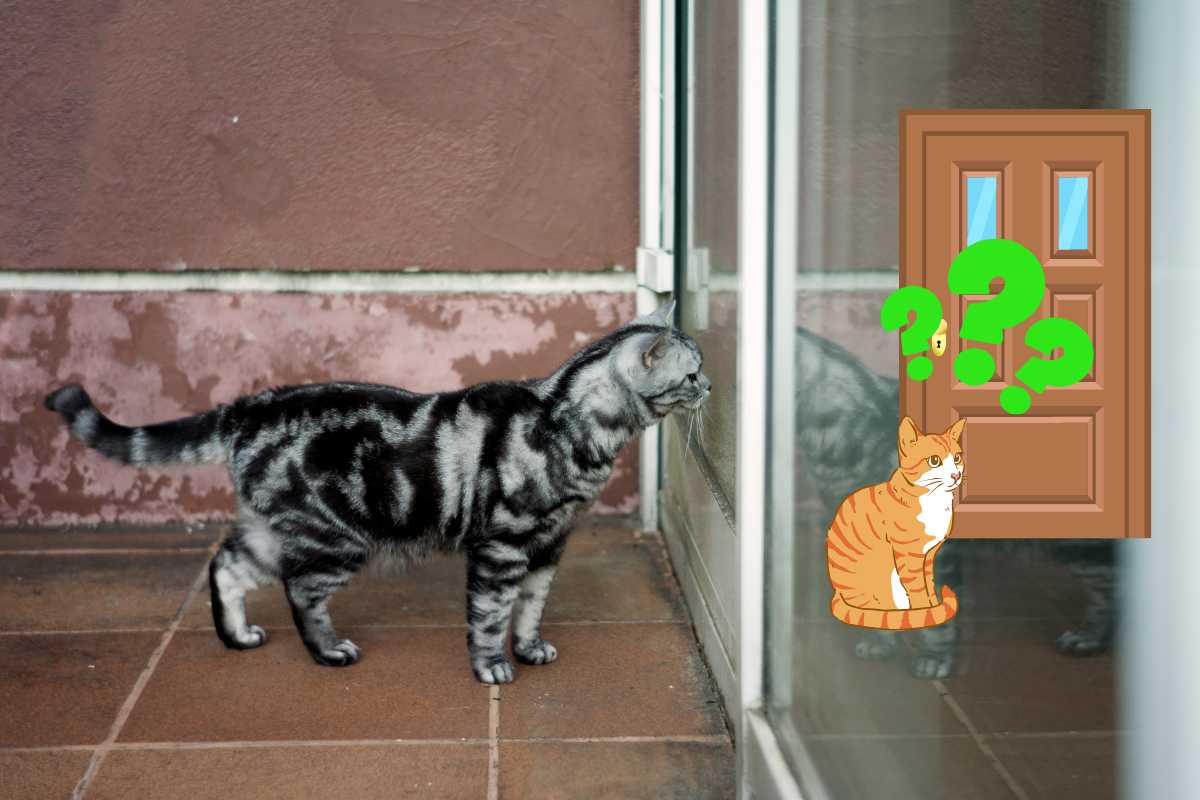 gatto davanti alla porta chiusa