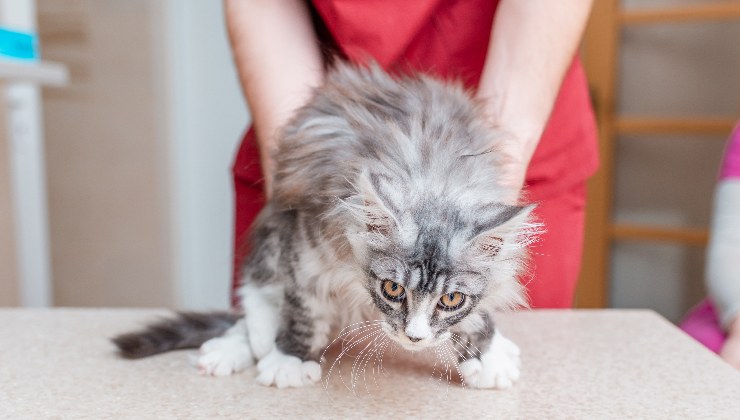 gatto dal veterinario