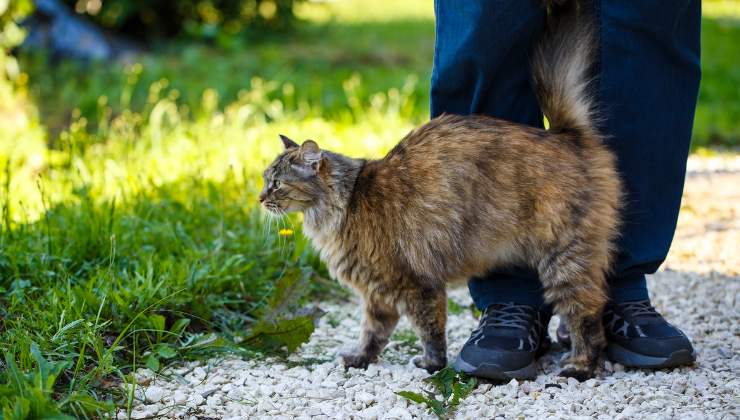 gatto si struscia alle gambe dell'umano