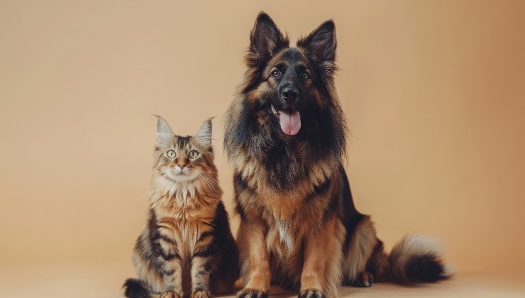 maine coon e pastore tedesco