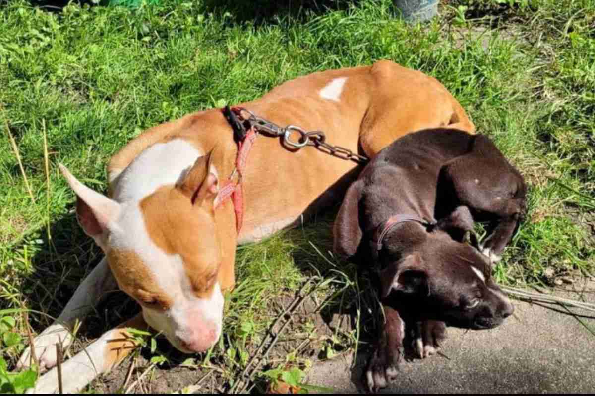 mamma cane e cucciolo