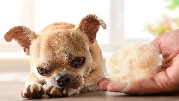 cane perde pelo