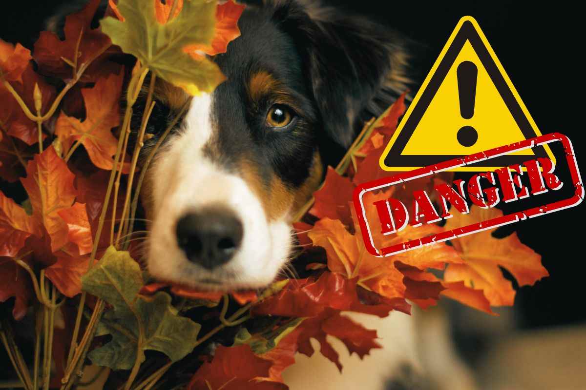 pericoli autunno cani