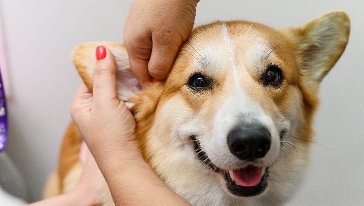 igiene dell'orecchio del cane