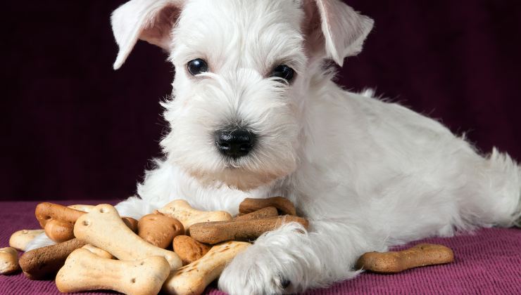 ricetta per biscottini per cani fatti in casa